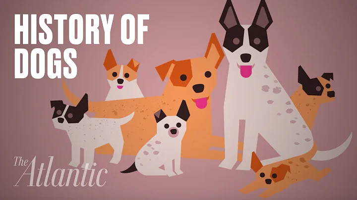 The Origin of Dogs - DayDayNews