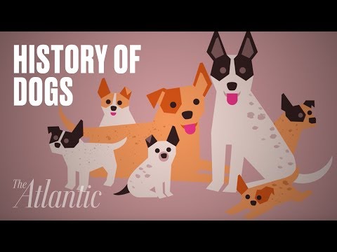 L'origine des chiens