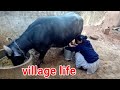 Buffalo milking by hands...... village life vlogs