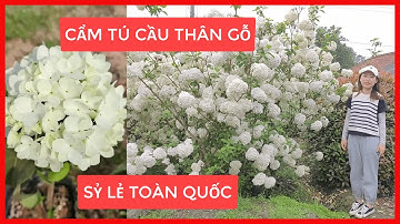 Cẩm Tú Cầu Thân Gỗ | Vẻ Đẹp Làm Bao Người Say Đắm | Đt/Zalo 0923916866 | 0968750386