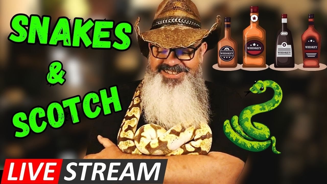 Picture of Livestream: Showing and FEEDING snakes! - YouTube