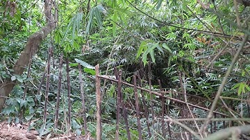 Qaib qus ntse dhau lawm tsis kam tuaj li