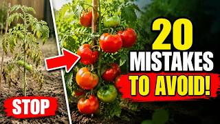 Are You Making These 20 Tomato Planting Mistakes? Stop Ruining Your Harvest and Start Growing Huge