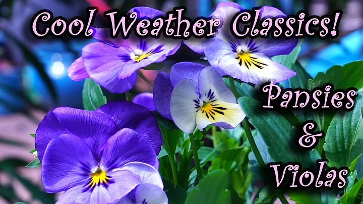 Growing Pansy & Viola || Spring and Fall Flowers