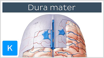 Dura mater - Function, Location & Layers - Neuroanatomy | Kenhub