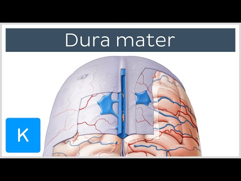 Video: Dura Mater Funktsioon, Määratlus Ja Anatoomia - Kehakaardid