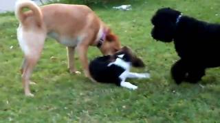 Pups at Play