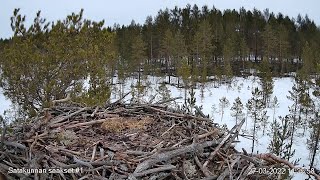 #1 Sääksilive (Osprey Cam in Finland) - Satakunnan sääkset