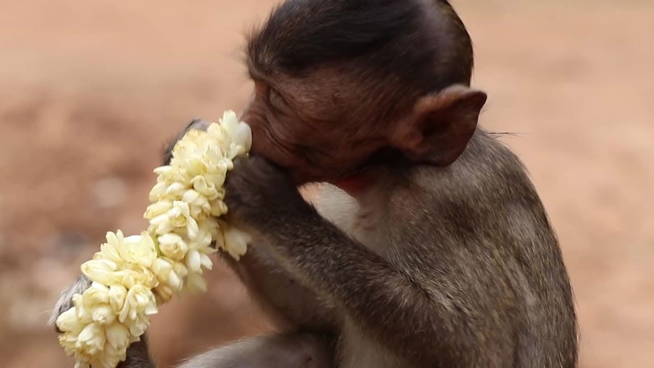 Baby monkey test jasmine flower by eating PNA YouTube
