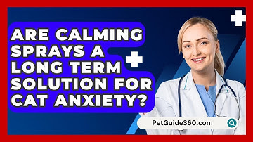 Are Calming Sprays A Long Term Solution For Cat Anxiety? - PetGuide360.com