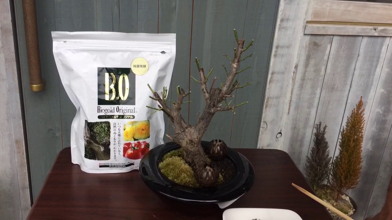 盆栽の育て方 梅盆栽の花が終わったら…その3【来季花芽を沢山付ける