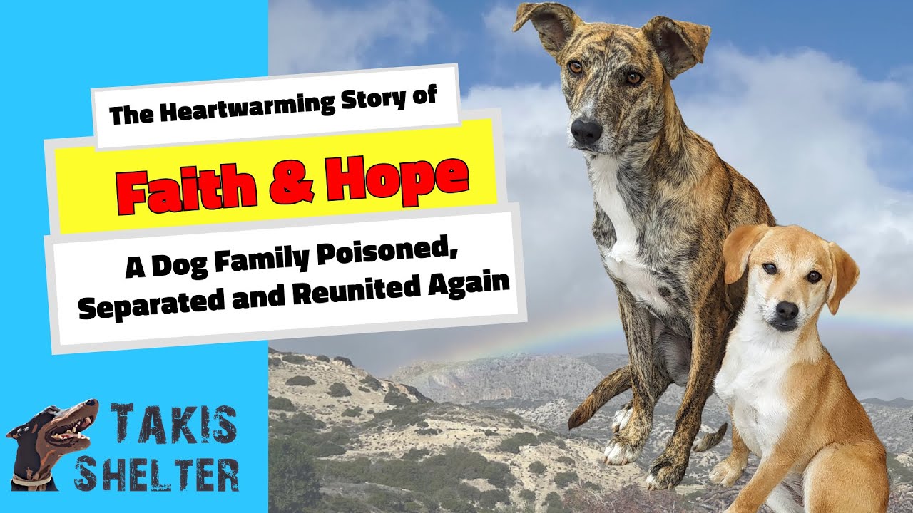A Dog Family Poisoned, Separated, and Reunited again: The Story of ...