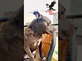 American pitbull  new video upload (पुच्चू) #vs #shorts #trending#DreamScreenAI