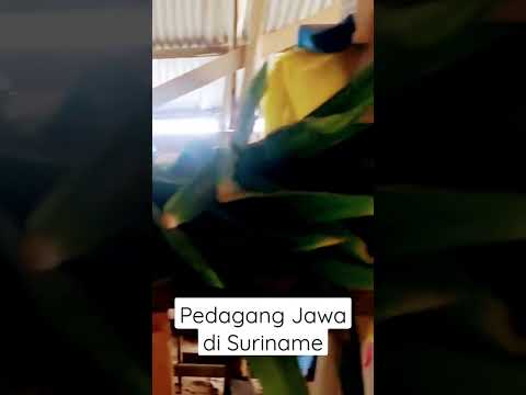 Ketemu Pedagang Jawa di Suriname