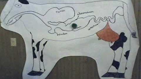 The Science of SAM Animation