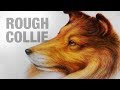 Rough collie dog in colored pencils and watercolor pencils