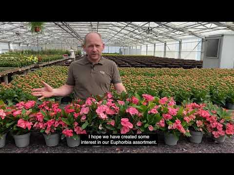 Video: Euphorbia Màu Tím