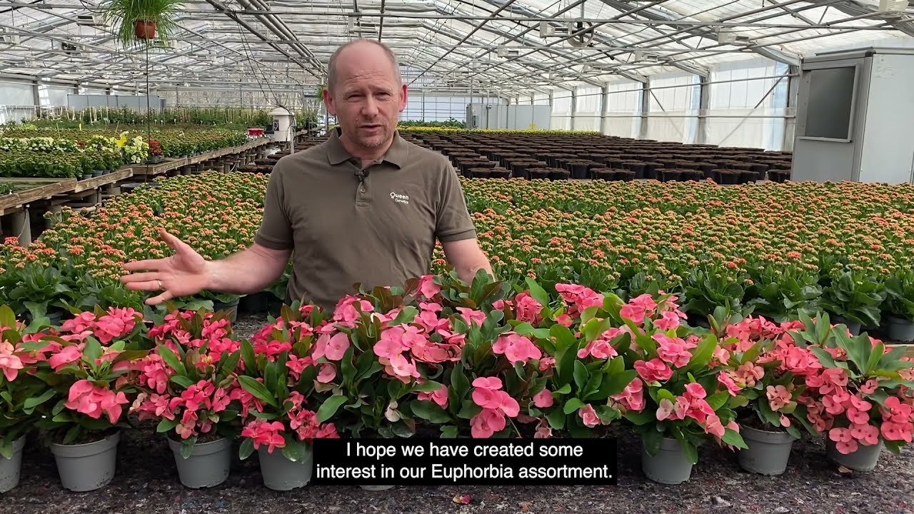 Euphorbia Highlights 2021
