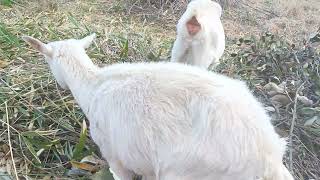 山羊さん2026年3月4日 - YouTube