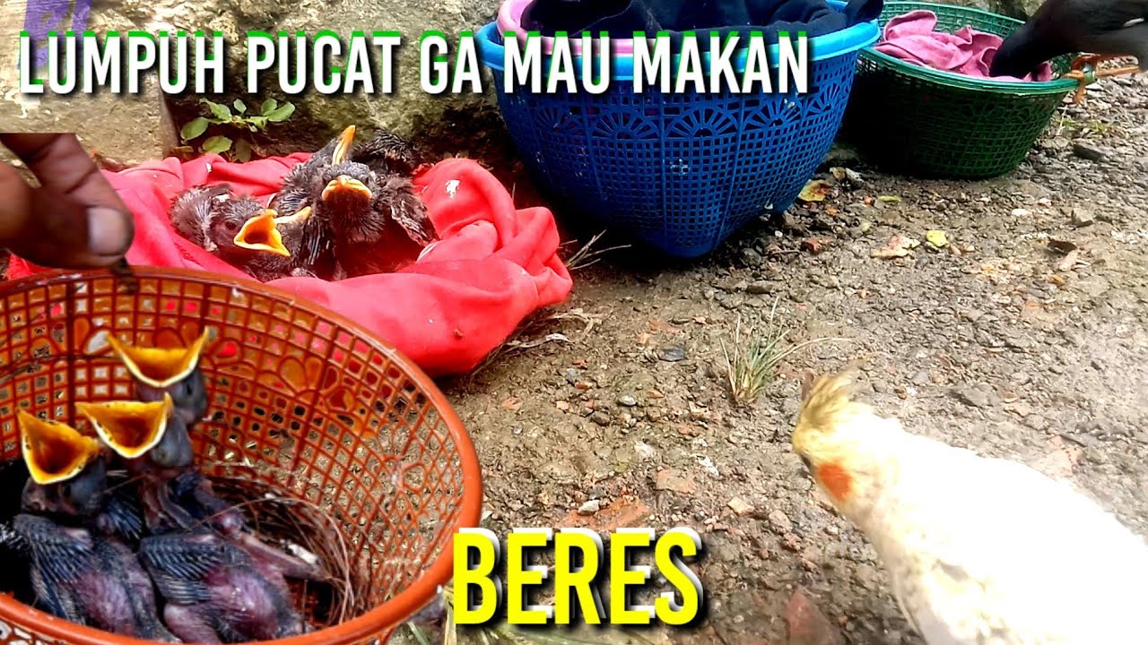 anak jalak bermasalah.ini solusi yang mudah