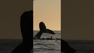 Humpback Whale Fluking Into The Sunset With Sea Lions