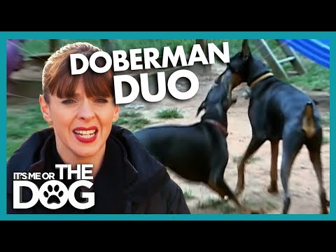 Video: Den Trendy New Kind of Dog Behandler Dobermans Go Nuts For