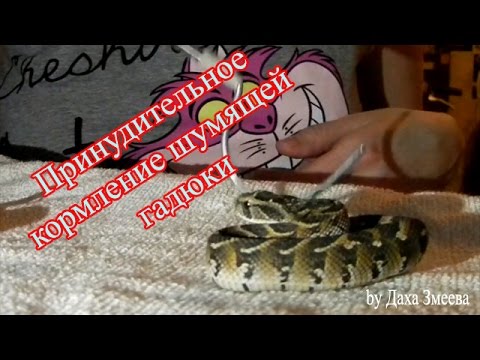 Vidéo: Kn-Ba: Une Nouvelle Sérine Protéase Isolée Du Venin De Serpent De Bitis Arietans Avec Des Activités Fibrinogénolytiques Et De Libération De Kinine