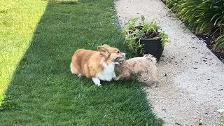 Corgi and Maltipoo playing in the grass!