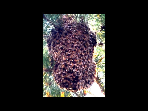 RESTING SWARM of