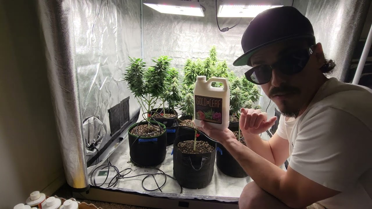 Gold Leaf Liquid Fertilizer Review