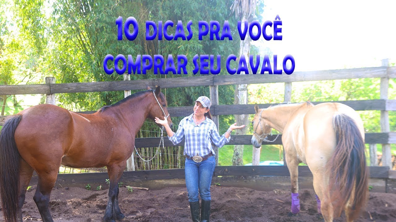 10 Dicas para você comprar o seu cavalo - YouTube