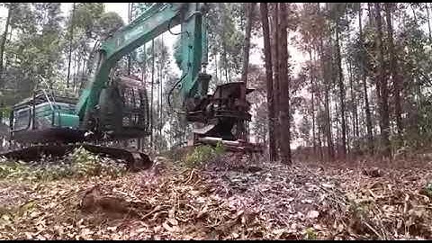 Dymax Tree Shear 12 Inch with SK130HDL Felling & Bunching Eucalyptus Trees