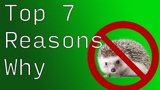 Top 7 Reasons Hedgehogs are the Worst Mammal on Earth