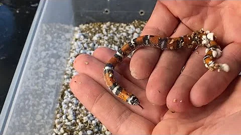 🐍 Burrowing Hognose 🧪