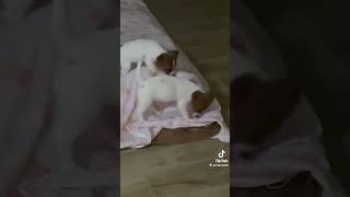 #jack Russel