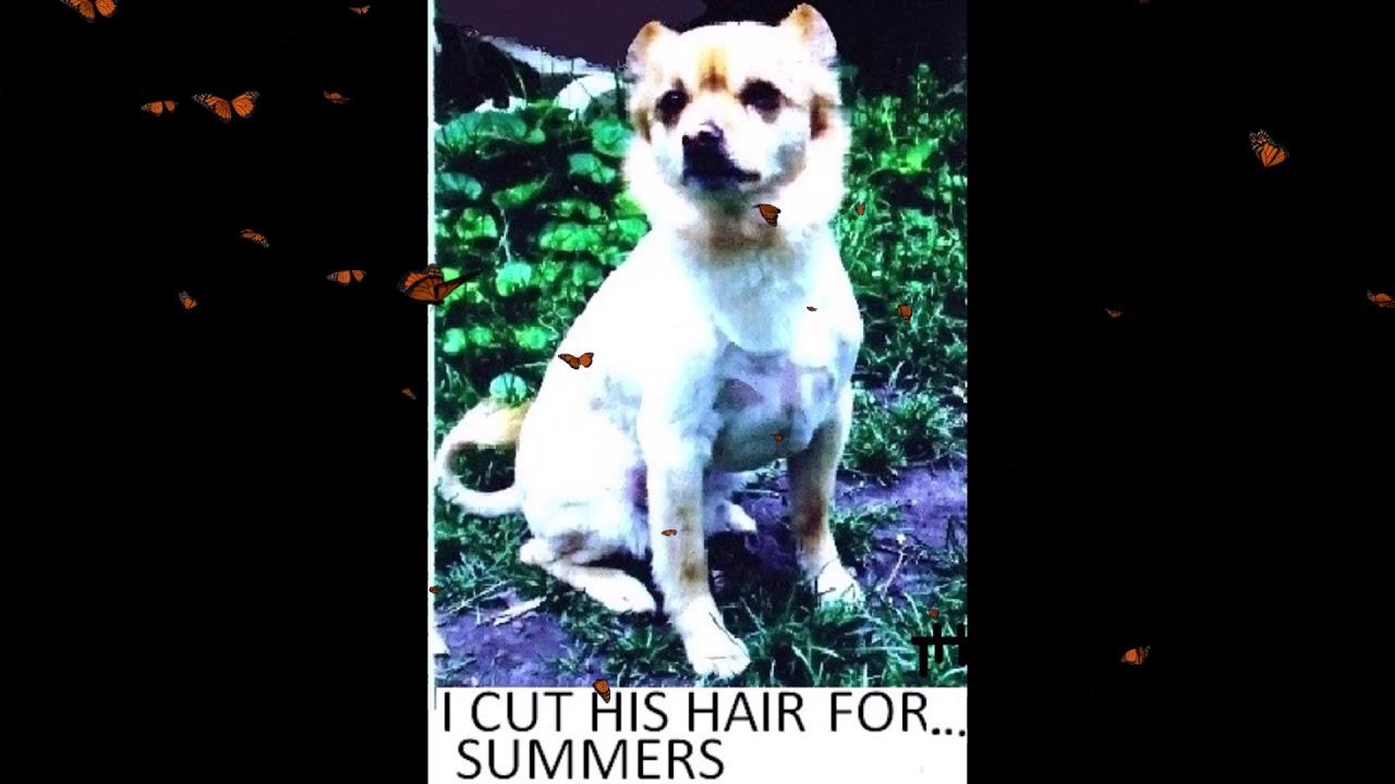 i cut my dog hair......... YouTube