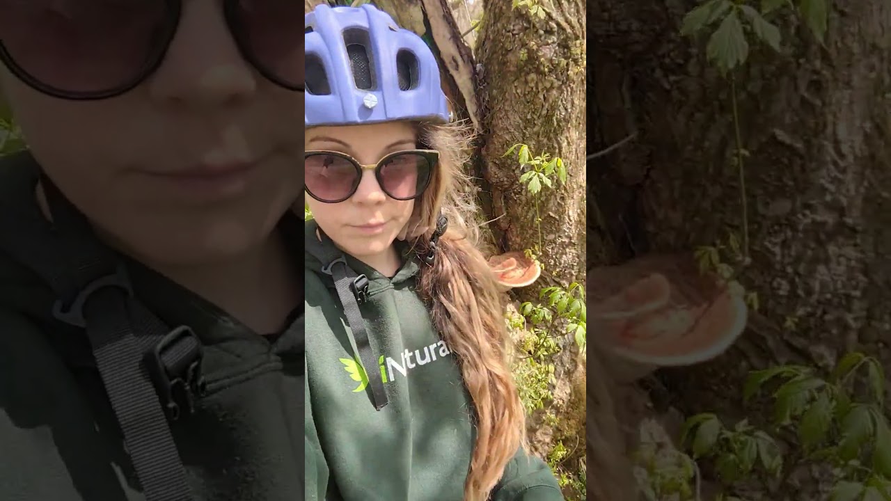 Finally found some spring fungi 🍄😄#falsemorel #mushroomidentification #mycology #fungi #mushrooms