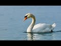 Live: Mute swans hatching at North Longhu Wetland Park – Ep. 11