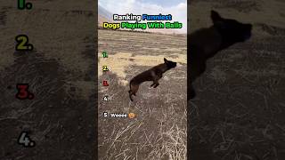 Ranking Funniest Dogs Playing With Balls 🐶 #ranking #funny #animals