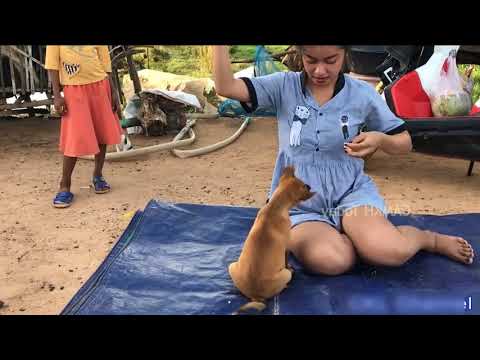 Dogs best and funniest friends - a Girl and a dog - girl vs dog - girl play with dog - 18+