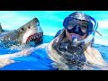 I Went Swimming With Sharks...