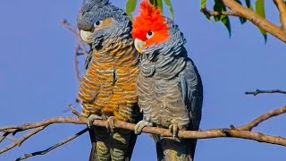 Guess The Bird By Its Colors.