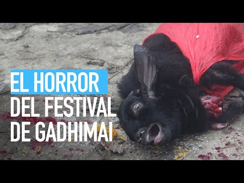Festival de Gadhimai: El horror de un nuevo sacrificio ritual en Nepal