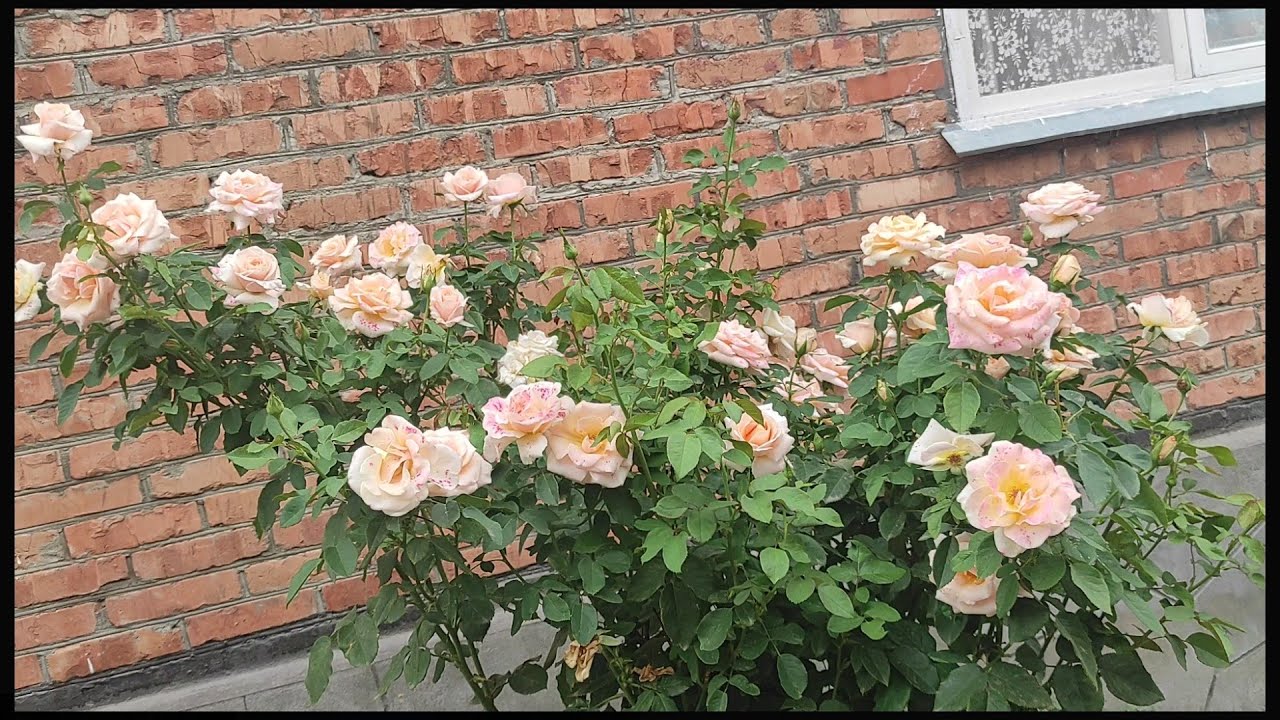 Эти розы пусть цветут в каждом саду.❣️❣️❣️Мои разочарования в розоводстве😩😩😩