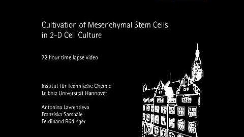 Time Lapse Video of MSC in 2 D Cell Culture