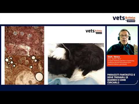 Video: CSI Veterinario - Veterinary Forensics Uno Strumento In Crescita Per La Risoluzione Dei Crimini