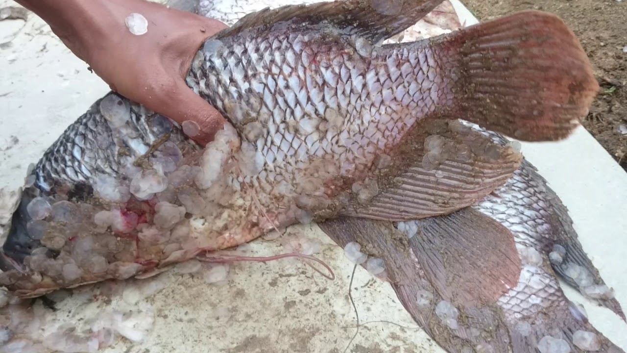 Cara cepat bersihkan sisik ikan gurami  dan cara membelah 