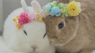 #cutebunnyt#bunnyroutine#rabbit#  bunny cute morning Routines