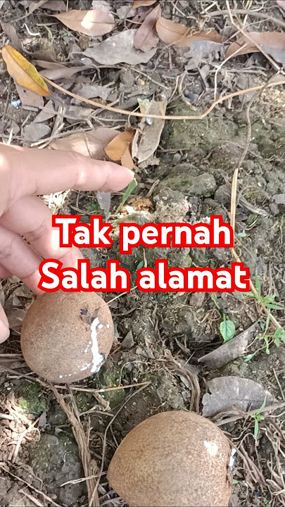 buah  salah alamat???#mameysapote