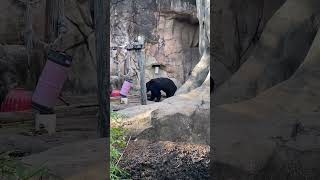 Bear used a tree trunk for a back scratcher.